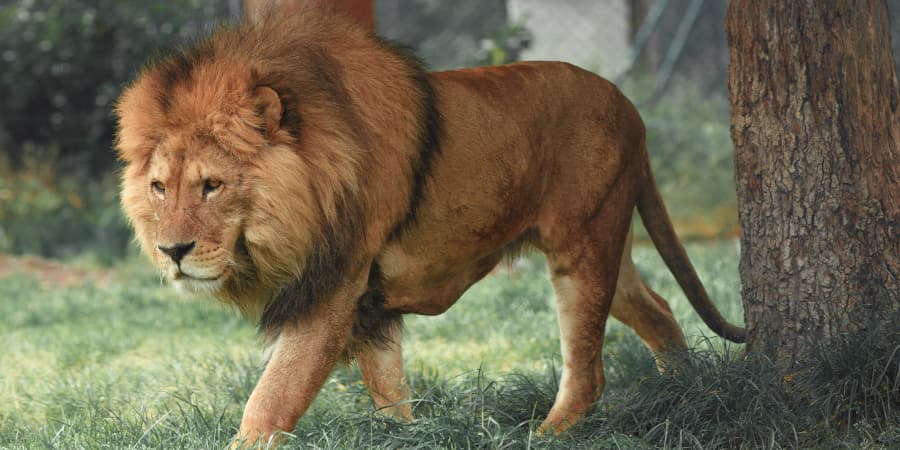 El león, símbolo de la santidad, majestad y fuerza – CABALLEROS DE LA ...